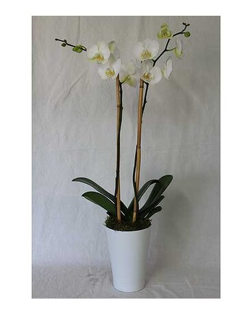 As Shown size, inches height and inches wide.